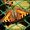 Nokkosperhonen